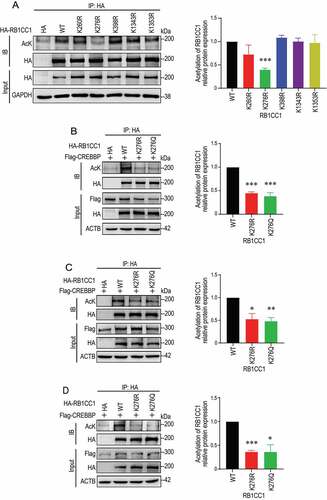 Figure 2. CREBBP promotes acetylation of RB1CC1 at K276 in HEK293T and breast cancer cells. (A) HEK293T cells were transfected with expression vectors encoding HA-RB1CC1 or several HA-tagged RB1CC1 mutants, as indicated. Cell lysates were immunoprecipitated by anti-HA antibodies and analyzed for acetylation of HA-RB1CC1 or different mutants by immunoblotting with anti-AcK or anti-HA antibody in top two panels. Cell lysates were also analyzed directly by immunoblotting with various antibodies, as indicated for bottom 2 panels. The graph on the right shows relative levels of acetylated RB1CC1/total RB1CC1 protein normalized to wild-type HA-RB1CC1 transfection samples (means ± SEM; n = 3 biologically independent samples). (B and D) MCF7 (B), BT474 (C), or SKBR3 (D) human breast cancer cells were co-transfected with expression vector for HA-RB1CC1 and vectors encoding Flag-CREBBP, as indicated. Cell lysates were immunoprecipitated by anti-HA and analyzed for acetylation of HA-RB1CC1 by immunoblotting with anti-AcK or anti-HA antibody in top two panels. Cell lysates were also analyzed directly by immunoblotting with various antibodies, as indicated for bottom 3 panels. The graphs on the right show relative levels of acetylated RB1CC1:total RB1CC1 protein normalized to wild-type HA-RB1CC1 transfection samples (means ± SEM; n = 3 biologically independent samples). *P < 0.05; **P < 0.01; ***P < 0.001.