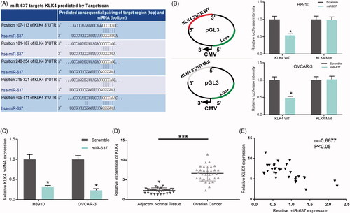 Figure 7. miR-637 negatively regulates KLK4. (A) The binding sites of miR-637 and the wild-type and mutated KLK4 were shown. (B) H8910 and OVCAR-3 cells were co-transfected with miR-637 or scramble, and wild-type or mutated KLK4, respectively. The luciferase intensity was measured by the Dual-Luciferase Reporter Assay (*p < .05). (C) KLK4 expression was measured by qRT-PCR assay in H8910 and OVCAR-3 cells transfected with scramble and miR-637 (*p < .05). (D) KLK4 expression was tested by qRT-PCR assay in adjacent normal tissues (n = 33) and OC tissues (n = 33) (***p < .001). (E) Pearson’s correlation algorithm was used to analyze the correlation coefficient between the expression of miR-637 and KLK4 (r = −0.6677, p < .05).