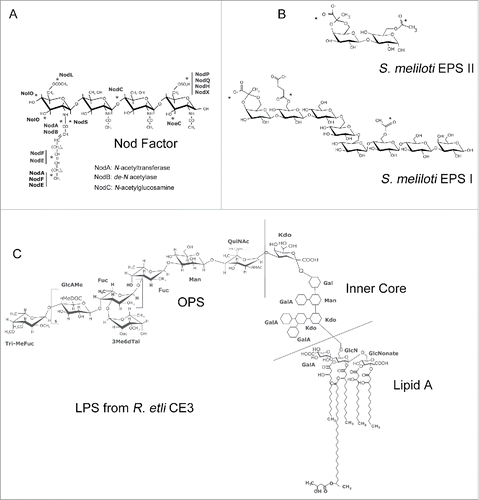 Figure 2. Rhizobium Signal molecules. Representative structures of Nod Factors (NF) exopolysaccarides (EPS) and lipopolysaccharides (LPS). (A) The typical NF backbone consists of 4 or 5 β-1-4 linked N-acetyl-glucosamine residues. NFs are subject to chemical modifications (the position of frequently added groups are indicated with asterisks) by the action of rhizobia nod genes (in bold). The different types of decorations result in a mix of NFs produced by each species of rhizobia. The product of the nodA, nodB and nodC genes participate in the synthesis of the NF backbone. (B) The EPS molecules from S. meliloti Rm1021 are EPS II and EPS I. EPS II is a galactoglucan molecule, whereas EPS I consists of repeating units of octasaccharides modified with acetyl, succinyl and pyruvyl substituents (indicated with asterisks) and is also known as succinoglycan (C) Chemical structure of the LPS from R. etli CE3. LPS is constituted by 3 modules: lipid A, an inner core oligosaccharide and a highly variable O-antigen polysaccharide (OPS). LPSs from rhizobia have variable OPS regions and a number of unique characteristics compared with LPS from enteric bacterial species. The OPS and lipid A regions are key components of the legume-rhizobia interaction.