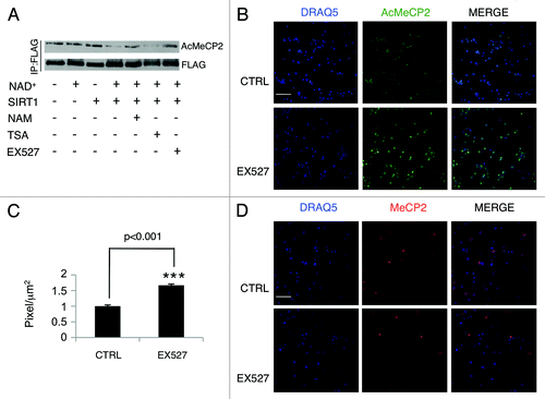 Figure 2. SIRT1 controls MeCP2 acetylation in vitro and in primary neurons. (A) SIRT1 deacetylates MeCP2 in vitro. Immunoprecipitated MeCP2 was incubated with purified recombinant SIRT1 in deacetylation buffer that contained NAD+, TSA, EX527, or nicotinamide. MeCP2 acetylation at lysine 464 (AcMeCP2) was monitored by Western analysis. The experiments were repeated three times (B) Immunofluorescence of cortical neurons (DIV5) after EX527 treatment (6 hours). Bar=65 mm (C) Intensity of fluorescence shown in panel B is evaluated as pixels/µm2 (Materials and Methods) Student's t test (n=3) Values represent means ± SD. *p<0.05, **p<0.01, ***p<0.001. (D) Immunofluorescence of cortical neurons (DIV5) after EX527 treatment (6 hours). Cells were stained with anti-acetyl MeCP2 or anti-MeCP2 antibody. Bar=65 mm