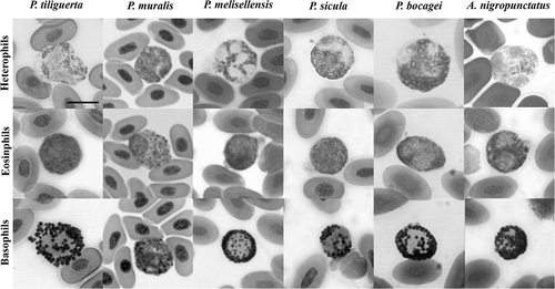 Figure 2. Heterophils, eosinophils and basophils of cells of the Podarcis tiliguerta, P. muralis, P. melisellensis, P. sicula, P. bocagei, and Algyroides nigropunctatus (May–Grünwald/Giemsa stain). Scale bar: 10 μm.