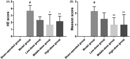 Figure 12. Day 28 hematoxylin and eosin (HE) scores (A) and Masson’s scores (B) in the sham-operation group, model group, low-dose group, middle-dose group, and high-dose group (#p< .001; *p< .01; **p< .05).