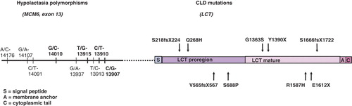 Figure 1.  Schematic presentation of the locations of DNA variants of adult-type hypolactasia and the mutations underlying congenital lactase deficiency (CLD). DNA variants in bold in exon 13 of the minichromosome maintenance type 6 gene (MCM6) have been confirmed to have an effect on lactase activity by functional studies.