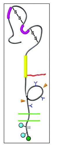 Figure 1 Domain Structure of NG2. Domain 1—Bold magenta bars, laminin G domains; S-S, disulfide bonds. Domain 2—Bold yellow bar, collagen binding domain; Irregular red line, chondroitin sulfate chain. Domain 3—Blue Y-shapes, N-linked oligosaccharides; Orange arrowheads, sites of proteolytic cleavage. Transmembrane Domain—Double green lines, plasma membrane. Cytoplasmic Domain—Blue circles, sites of threonine phosphorylation; Green circle, PDZ binding motif; Gray grid lines, proline-rich segment.