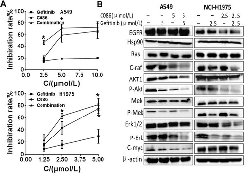 Figure 2 C086 and gefitinib as single agents or in combinations inhibit the proliferation of NSCLC cells. (A) A549 cells were treated by C086 and gefitinib as single agents or in combinations ranging from 2.5 to 10 μmol/L for 48 hrs, while NCI-H1975 cells were incubated with C086 and gefitinib as single agents or in combinations at 1.25, 2.5 and 5.0 μmol/L. Cell-growth inhibition was assessed by an MTT assay. The data were shown as mean±SEM (n=3; *P<0.05). The error bars represent the SEM. (B) The synergistic inhibition of A549 and NCI-H1975 cells treated with C086, gefitinib or C086 plus gefitinib were monitored by Western blot. A549 and NCI-H1975 cells were treated with C086, gefitinib or C086 plus gefitinib at 5.0 and 2.5 μmol/L, respectively. β-actin antibody was used as loading control.