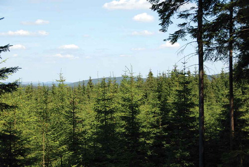 Fig. 5 A photograph taken in the Lysina catchment shows a boundary between the two even-aged Norway spruce stands.