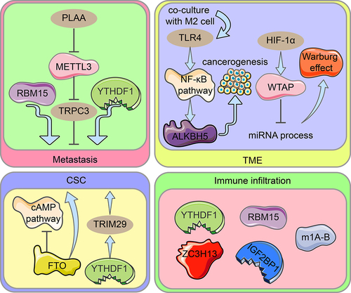 Figure 3. Diagram illustrating the role of RNA modification regulators in ovarian cancer spread, OCSC pathogenesis, TME, and immune infiltration. Metastasis: Through METTL3-mediated m6A alteration of TRPC3 mRNA, PLAA inhibits ovarian cancer metastasis. RBM15 encouraged metastasis of OC, while YTHDF1 inhibited it. CSC: In ovarian cancers and CSC, FTO expression is reduced, and the cAMP pathway which is important in stemness and tumour initiation is controlled. The cisplatin-resistant ovarian cancer cells’ stem cell-like phenotype is made possible by TRIM29 overexpression caused by m6A-YTHDF1. TME: TLR4 upregulates ALKBH5 expression in ovarian cancer cells co-cultured with M2 macrophages via activating the NF-B pathway, eventually driving ovarian carcinogenesis in the TME. Upregulation of WTAP expression by HIF-1α intercedes with miRNA processing, accelerates the Warburg impact. Immune infiltration: In ovarian cancer, YTHDF1, RBM15, ZC3H13, IGF2BP2, and the m1A-B cluster cloud mediate various degrees of immune infiltration.
