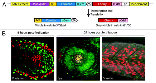 Figure 5. The Fucci system aids identification of cells in G2 (A) The Dual Fucci transgene uses a zebrafish ubiquitin promoter (P ubiquitin) to drive expression of both of the components of the Fucci system from a single transgene throughout embryogenesis and into adulthood. A 3x FLAG tag (3xF) and a viral 2A peptide (2A) were used in this construct. (B) Using Dual Fucci and live or static imaging, clusters of cells held at the G2/M transition can be identified by the presence of the fluorescent protein Cerulean (pseudo-colored green in the included images) and the absence of Cherry.