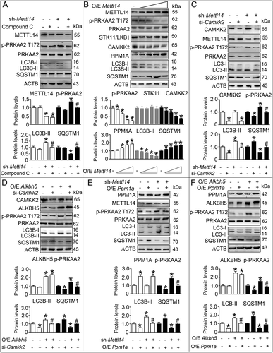 Figure 6. m6A mRNA methylation impacts the expression of regulators of the AMPK pathway. (A) TM3 cells were transfected with shRNA targeting Mettl14 (sh-Mettl14) followed by compound C treatment for 6 h. The cell extracts were subjected to western blotting and quantitative analysis. Data are presented as means ± SEM (n = 3). *P < 0.05 vs. the control cells; #P < 0.05 vs. the sh-Mettl14-treated cells. (B) TM3 cells were transfected with increasing doses of pcDNA3.1-Mettl14 vector (O/E Mettl14; O/E, overexpression). The cell extracts were subjected to western blotting and quantitative analysis. Data are presented as means ± SEM (n = 3). *P < 0.05 vs. the control cells. (C) TM3 cells were transfected with sh-Mettl14 before treatment with siRNA targeting Camkk2 (si-Camkk2), and cell lysate was subjected to western blotting and quantitative analysis. Data are presented as means ± SEM (n = 3). *P < 0.05 vs. the control cells; #P < 0.05 vs. the sh-Mettl14-treated cells. (D) TM3 cells were transfected with the pcDNA3.1-Alkbh5 (O/E Alkbh5) vector before treatment with si-Camkk2, and cell lysate was subjected to western blotting and quantitative analysis. Data are presented as means ± SEM (n = 3). *P < 0.05 vs. the control cells; #P < 0.05 vs. the O/E Alkbh5-treated cells. (E) TM3 cells were transfected with sh-Mettl14 before transfection with pcDNA3.1-Ppm1a (O/E Ppm1a), and cell lysate was subjected to western blotting and quantitative analysis. Data are presented as means ± SEM (n = 3). *P < 0.05 vs. the control cells; #P < 0.05 vs. the sh-Mettl14-treated cells. (F) TM3 cells were transfected with pcDNA3.1-Alkbh5 (O/E Alkbh5) before transfection with pcDNA3.1-Ppm1a (O/E Ppm1a), and cell lysate was subjected to western blotting and quantitative analysis. Data are presented as means ± SEM (n = 3). *P < 0.05 vs. the control cells; #P < 0.05 vs. the O/E Alkbh5-treated cells