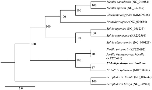 Figure 1. The ML phylogenetic tree based on 13 complete chloroplast genome sequences. The number on each node indicates thebootstrap value.