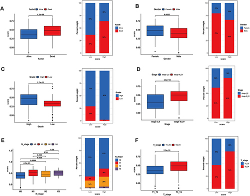 Figure 10 Association analysis of risk scores with clinical characteristics. Box plot for differences in risk score profiles (Left) and bar plot for sample distribution in high and low-risk score groups (Right) in different survival status (A), gender (B), grade (C), tumor stage (D), N stage (E), and T stage (F).