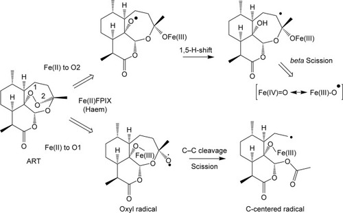 Figure 19 Heme activation reactions – generation of free radicals.