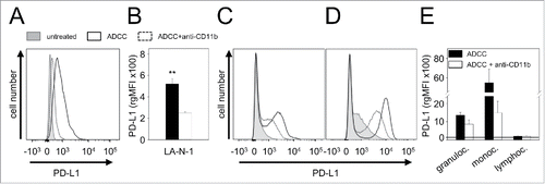 Figure 6. Effect of CD11b-blockade on PD-L1 expression by NB cells LA-N-1 and 3 leukocytes populations (granulocytes, monocytes and lymphocytes). PD-L1 expression was induced by ADCC culture conditions (24 h incubation of LA-N-1 with subtherapeutic concentration of ch14.18/CHO (10 ng/ml) and leukocytes (E:T 10:1)) with or without addition of anti-CD11b Ab. PD-L1 expression was analyzed by flow cytometry with PE-labeled anti-human PD-L1 Ab. Alexa647-labeled anti-GD2 and PE/Cy7-labeled anti-CD45 mAb were used to distinguish between NB cells (PD-L1+/GD2+/CD45−) and leukocytes (PD-L1+/GD2−/CD45+) (A, C-D) Representative histograms of PD-L1 expression by NB cells LA-N-1 (A), granulocytes (C) and monocytes (D) (since ADCC did not affect PD-L1 expression by lymphocytes, the representative histogram for these effector cells is not shown). PD-L1 expression was determined under ADCC conditions in the presence (dashed black line) and absence of anti-CD11b Ab (solid black line) relative to untreated controls (filled gray line). PD-L1 expression level on NB cells LA-N-1 (B) and leukocytes (E) was determined using relative geometric mean fluorescence intensity (rgMFI) according to the formula: MFI of PD-L1 by treated cells - MFI of PD-L1 by the respective untreated control. Data are shown as mean values ± SEM of at least 3 independent experiments. t-test, **P < 0.01 vs. ADCC + anti-CD11b.