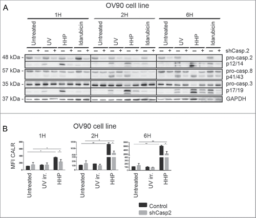 Figure 5. Caspase-2 is involved in the CALR cell surface exposure induced by HHP. (A) The kinetics of pro-caspase-8, pro-caspase-3, and pro-caspase-2 cleavage upon UV-B, HHP, or idarubicin treatment in OV-90 control and OV-90 shcaspase-2 cells at the indicated time points (1, 2, and 6 h). Caspase-2 knockdown was verified by western blotting and equal protein loading was demonstrated by using GAPDH as a loading control. Experiments were performed in triplicate. (B) CALR surface exposure was measured in OV-90 control and OV-90 shcaspase-2 cells 1, 2, and 6 h after UV-B or HHP treatment by flow cytometry. Data are presented as the mean ± SD for three independent experiments. Significant differences are shown (*p < 0.05, **p < 0.01).