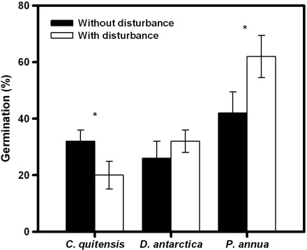 Fig. 4  Germination percentage (mean±SD) of the natives Colobanthus quitensis and Deschampsia antarctica and the alien Poa annua subjected to manipulative experiments without and with soil disturbance. Asterisks indicate significant differences (a posteriori Tukey test α=0.05).