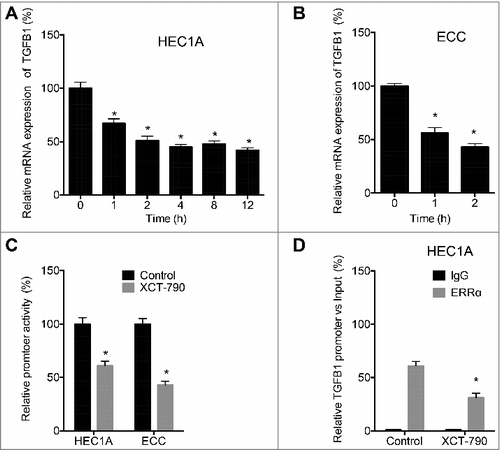 Figure 5. ERRα regulated the transcription of TGFB1 via directly binding to its promoter. HEC1A (A) or ECC (B) cells were treated with XCT-790 (1 µM) for the indicated times, the mRNA expression of TGFB1 was checked by qRT-PCR; (C) Cells were treated with or without 1 µM XCT-790, the luciferase activities of TGFB1 promoter were measured by use of the dual-luciferase assay; (D) HEC1A cells were treated with or without XCT-790 (1 µM) for 2 h, the binding between ERRα and promoter of TGFB1 was measured by ChIP assay. Each experiment has been replicated for three times. **p < 0.01 as compared with the control group.