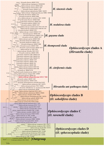 Figure 1. Phylogenetic placement of Ophiocordyceps alboperitheciata infered from BI and ML analyses based on five-gene (nrSSU, nrLSU, tef-1α, rpb1, and rpb2) sequence dataset. Values at the nodes before and after the backslash are BI posterior probabilities and ML bootstrap proportions, respectively. Support values of ML bootstrap proportions greater than 40% are indicated at the nodes.