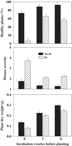 Fig. 1 Effect of Rhizoctonia solani-inoculation and incubation time prior to planting radish seed in a buckwheat-amended and non-amended field soil on disease-free healthy plants, damping-off severity, and dry weight of radish plants. Means are the average of two experiments and three replicates per experiment and error bars are standard error of mean. Plants were grown for 2 weeks before assessing for damping-off incidence and severity.