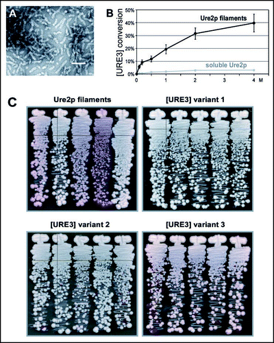 Figure 4 Amyloid of Ure2p is infectious.Citation56 Amyloid made in vitro from recombinant Ure2p (full length or the prion domain or fusions of the prion domain with other proteins) are infectious for yeast. (A) Filaments are sonicated (bar = 100 nm) and introduced into spheroplasts with a DNA plasmid and polyethylene glycol. (B) A large proportion of the clones transformed for the DNA plasmid were also infected with [URE3]. (C) The infected clones included several prion variants distinguished by stability and intensity of the phenotype, here indicated by activity of a DAL5-promoted ADE2 gene. Red clones have lost [URE3]. Extracts of each variant are infectious and transmit the variant of the strain from which they were made.Citation56