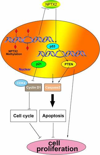 Figure 7. The mechanism diagram of NPTX2 acting on the p53 signaling pathway in gastric cancer cells