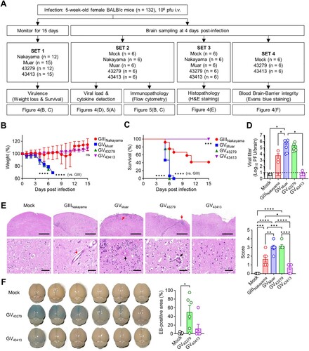 Figure 4. In vivo characterization of 43279 and 43413 in mice. (A) Flowchart illustrating the animal experiments conducted in this study. BALB/c mice were intravenously infected with 106 pfu of each JEV strain. (B, C) Weigh changes (B) and survival rates (C) were monitored for 15 days (n = 12-15). Data were pooled from three independent experiments. (D-F) Sets of BALB/c mice were infected with 106 pfu of each JEV strain and sacrificed for virus titration (D), evaluation of histological pathology (E), and BBB integrity test (F) in brain tissue (n = 6, each set). Data were pooled from two independent experiments. (E) Invasion of abnormal granular cells into outer molecular cortex layers (red arrow), extravasation of blood (red arrow head), and perivascular hemorrhage with massive cell infiltration (black arrow) are indicated. Scale bars = 500 µm (upper panel), 50 µm (lower panel).