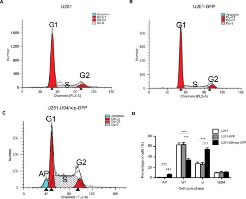 Figure 3 U94/rep led to cell cycle arrest at S phase and apoptosis.Notes: (A–C) Cell cycle distribution of U251, U251-GFP, and U251-U94/rep-GFP cells was analyzed by FACS. Histogram represents the percentages of three kinds of cells at the G1, S, and G2/M phases of the cell cycle. (D) Statistical analysis of cell cycle and apoptosis distribution showed significant differences in G1 and S phases of cell cycle and apoptosis among the three kinds of cells. Bars represent the mean±SD of three biological replicates. ***P<0.001.Abbreviations: AP, apoptosis; FACS, fluorescence-activated cell sorting.