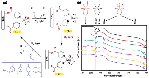 Figure 18. (a) Overall reaction pathways for the synthesis of epoxides from olefines using the dioxo-Mo (VI) anchored to TiO2, (b) Detection of the intermediates by using FTIR with 18O labeling. Image b reproduced with permission from ref [Citation227].