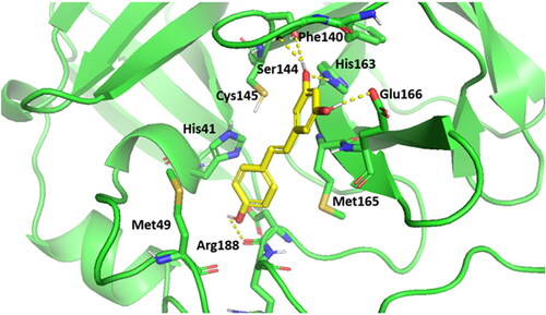 Figure 12. 3 D structural models of resveratrol into the active site of SARS-CoV-2 Mpro. The H-bond interactions are represented by dotted lines.