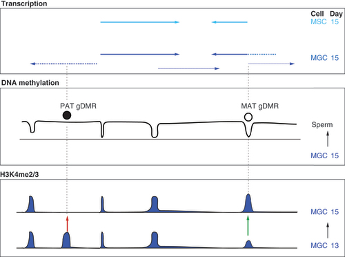 Figure 4. Broad, low-level RNA crosses paternal germline differentially methylated regions in mouse prospermatogonia at the time of de novo DNA methylation.Schematic summary of the relationship between gDMRs and transcription in prospermatogonia. In male germ cells, broad, low-level RNA runs across a paternal gDMR, which becomes de novo methylated between 15 and 17 days of gestation. Such transcripts (dashed arrows) are globally found in male germ cells at 15.5 dpc but not in male somatic cells of the gonad, which only display regular transcripts (solid arrows). Transcription initiates from a maternal gDMR, which displays H3K4me2/3 enrichment and is likely protected from de novo methylation by H3K4 methylation in prospermatogonia. At the same time the MAT gDMR lacks H3K36me3 in prospermatogonia [Citation23].gDMR: germline differentially methylated regions; MAT: Maternal; PAT: Paternal.