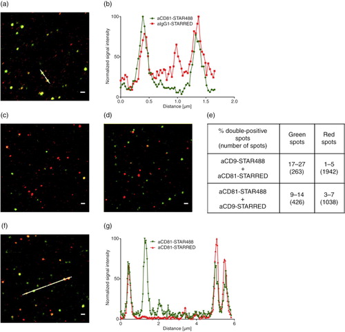 Fig. 8.  STED analysis of EVs bound to anti-CD63-coated glass slides. (a) Monocyte EVs stained with anti-CD81-STAR488 and anti-IgG1-STAR RED and (b) corresponding intensity profile, (c) monocyte EVs stained with anti-CD9-STAR488 and anti-CD81-STAR RED and (d) monocyte EVs stained with anti-CD81-STAR488 and anti-CD9-STAR RED. (e) Overview of the percentage of double-positive monocyte EVs from 3 images and total number of analysed spots. (f) Monocyte EVs stained with anti-CD81-STAR488 and anti-CD81-STAR RED and (g) corresponding intensity profile. Scale bars represent 500 nm.