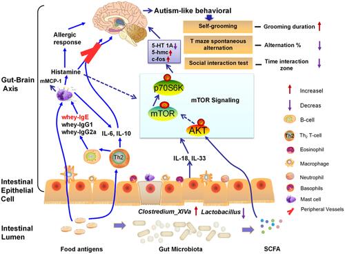 Figure 9 Gut microbiota and mTOR signaling pathway: plays an important role in cow’s mike allergy-associated ASD.