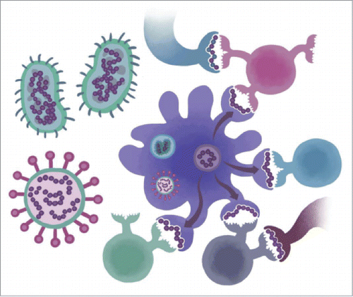Figure 4. Immune Camouflage. Bacteria and viruses have evolved a number of subterfuges to escape immune response. A recently discovered strategy is to disguise T cell epitopes that may be presented by antigen presenting cells as “self proteins” that are recognized by Tregs (pink and gray) rather than T effector epitopes (blue).