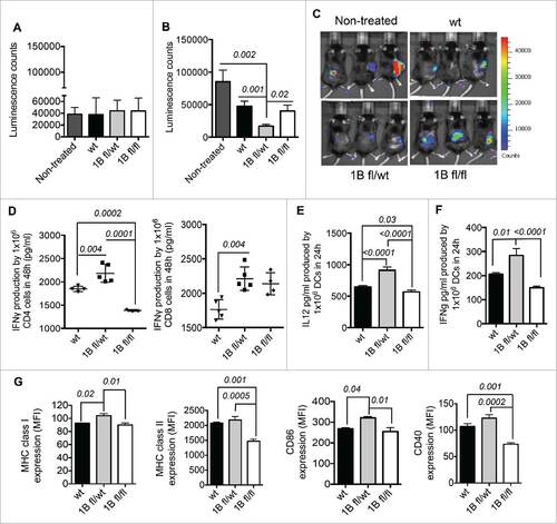 Figure 2. Characterization of PTP1B deficient moDCs. (A) Therapeutic effect of PTP1B deficient moDCs in a mouse model of lymphoma E.G7-OVA: Tumor volume before moDC treatments (10 d after implantation of 5 × 105 E.G7-OVA cells) and (B) 18 d after tumor implantation and 8 d after intraperitoneal (IP) injections of 5 × 106 1B-deficient moDCs compared with control group (tumor-bearing mice without moDC treatment). (C) In vivo images of tumor-bearing mice 8 d after moDCs treatments (n = 5). (D) Quantification of IFNγ produced by activated OT-II CD4+ T and OT-I CD8+ T cells respectively co-cultured with mature and OVA-pulsed 1Bfl/fl, 1B fl/wt or wt moDCs during 48 h (n = 4–5). The amount of IFNγ produced by mature PTP1B-deficient or wt moDCs was subtracted for both OT-II CD4+ and OT-I CD8+ co-cultures. Production of Th1 polarizing cytokines (n = 5): (E) IL-12 and (F) IFNγ. (G) Mean Fluorescent Intensity (MFI) values of the expression of MHC class I, MHC class II. CD86 and CD40 (n = 3). The comparisons were determined using One-Way ANOVA (Holm–Sidak multiple comparison test) for parametric and Dunn's multiple test for non-parametric. The results are representative of at least three independent experiments. p values are indicated.