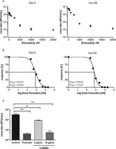 Figure 2. Analysis of anti-SARS-CoV-2 activities of fluoxetine and U18666A treatment in Vero E6 cells and Calu-3 cells. (A) Virus titres determined in Calu-3 and Vero E6 cells infected with SARS-CoV-2 at 0.1 MOI for 48 h. Treatment of infected cells with solvent or fluoxetine was started 1 h p.i. Data points present mean virus titres ± SEM of three independent experiments. (B) To generate the dose-response curves, virus release was normalized to the control condition, fluoxetine concentrations were log-transformed, and nonlinear regression and a 4PL model was used to fit the curves and to determine the EC50 and EC90 values. (C) Polarized Calu-3 cells grown on semipermeable supports were infected with SARS-CoV-2 isolate at 0.1 MOI for 48 h. Cells were treated 1 h p.i. with 20 µM fluoxetine, and 2 or 10 µg/mL U18666A. Bar graphs represent the mean viral titres ± SEM of three independent experiments. One-way ANOVA followed by by Dunnett’s multiple comparison test. **p ≤ .01, ***p ≤ .001.