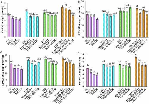 Figure 4. Effect of TRIA and H2S on CAT (a), APX (b), GPOX (c) and PPO (d) in B. juncea plants under salinity. Each number represents the mean of three replicates for each treatment level, as well as the standard error of the mean (SEM). Means inside a column separated by a distinct letter differ substantially at <p 0.05. CN- control; TRIA- Triacontanol; H2S- Hydrogen Sulfide; NaCl I- 50 mM; NaCl II- 100 mM; NaCl III- 150 mM.