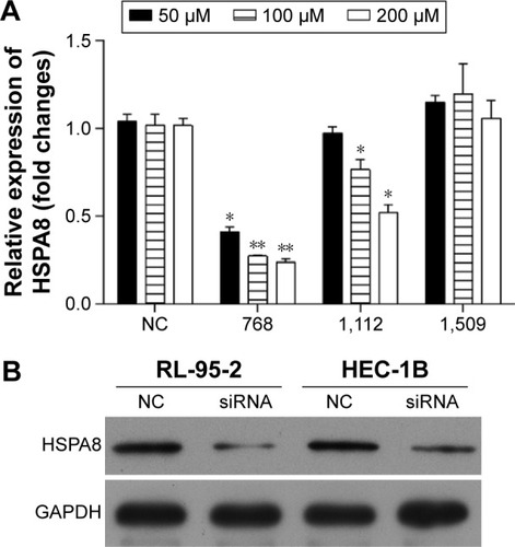 Figure 4 Screening of HSPA8 siRNA for knockdown of HSPA8 in RL-95-2 and HEC-1B cells.