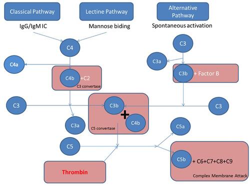 Figure 1 Four major pathways are involved in complement activation: classical, lectin, alternative, and coagulation pathways. The classical pathway is activated by direct association of C1q with pathogen surfaces or by binding of C1q to antigen-antibody complexes during an adaptive immune response. The mannose binding lectin pathway is triggered by binding of MBL to mannose containing carbohydrate structures on bacteria or virus surface. The alternative pathway is activated by binding of spontaneously activated complement C3 protein (C3b fragment) to pathogen’s surface. These three pathways converge to the formation of C3 convertase that stimulates the formation of C3a, C3b, C5a, C5b, C6, C7, C8, and C9. The fragments C5b, C6, C7, C8, and C9 form the membrane attack complex (C5b-9, MAC) triggering bacteria lysis, while C5a is a strong anaphylatoxin. The fourth activation pathway is through the action of thrombin, which catalysis C5 into C5a and C5b.