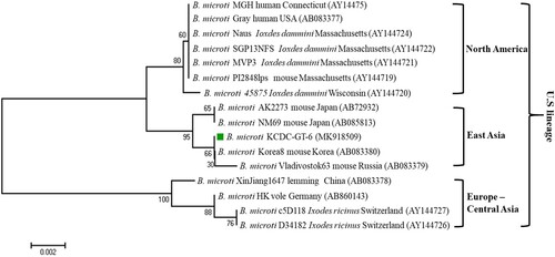 Figure 5. Phylogenetic relationships based on the β-tubulin gene sequence of Babesia microti in a tick, B. microti KCDC-GT-6, in accordance with the polymerase chain reaction-amplified sequence. The evolutionary history was inferred via the Neighbor-Joining method. The percentage of replicate trees wherein the associated taxa clustered together in the bootstrap test (1000 replicates) are shown next to the branches. Evolutionary analyses were conducted using MEGA6 (Display full size B. microti positive in ticks).