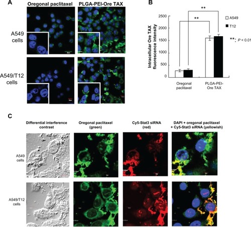 Figure 5 Uptake of poly(lactic-co-glycolic acid)-polyethylenimine nanoparticles loaded with Oregon Green paclitaxel (PLGA-PEI-Ore TAX) was higher in both A549 and A549/T12 cells compared to free Oregon Green paclitaxel. Demonstration of PLGA-PEI nanoparticles simultaneously delivering Oregon Green paclitaxel and cyanine-5-labeled signal transducer and activator of transcription-3 small interfering ribonucleic acid was found in A549 and A549/T12 cells. (A) Confocal microscopy was used to demonstrate intracellular accumulation of 62.5 nM Oregon Green paclitaxel and 62.5 nM PLGA-PEI-Ore TAX (green) 3 hours after treatment in A549 and A549/T12 cells. The left lower square of each panel (magnified cells) shows the different cellular uptake of Oregon Green paclitaxel and PLGA-PEI-Ore TAX in A549 and A549/T12 cells. The nucleus is shown by 4′,6-diamidino-2-phenylindole staining. Scale bar is 10 μm. (B) Intracellular Oregon Green paclitaxel was measured by fluorescence intensity in A549 and A549/T12 cells 3 hours after treatment with 62.5 nM Oregon Green paclitaxel and PLGA-PEI-Ore TAX. (C) Confocal micrograph shows A549 and A549/T12 cells with different interference contrast and different fluorescent-enhanced image 3 hours after treatment with 62.5 nM PLGA-PEI nanoparticles loaded with Oregon Green paclitaxel and cyanine-5-labeled signal transducer and activator of transcription-3 small interfering ribonucleic acid.Note: Scale bar is either 5 μm or 10 μm.Abbreviations: Cy5-Stat3 siRNA, cyanine-5-labeled signal transducer and activator of transcription-3 small interfering ribonucleic acid; DAPI, 4′,6-diamidino-2-phenylindole; Ore TAX, Oregon Green paclitaxel; PLGA-PEI-Ore TAX, poly(lactic-co-glycolic acid)-polyethylenimine nanoparticles loaded with Oregon Green paclitaxel.