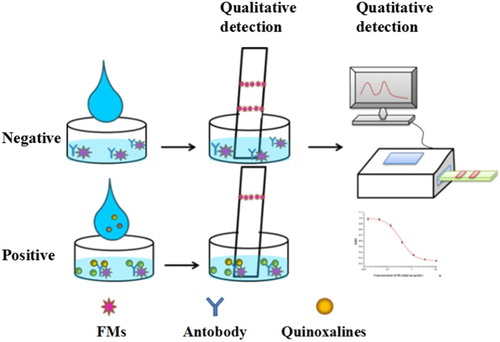 Figure 1. The detection procedure and principle of the developed FMIC for quinoxalines detection.