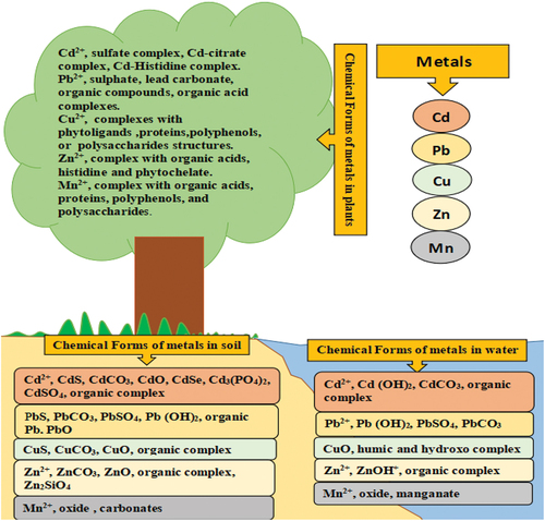 Figure 2. The chemical forms of metals in various environmental matrices..