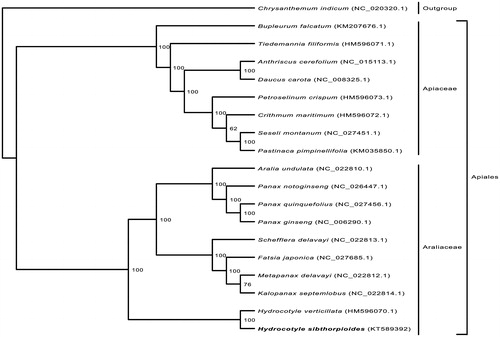 Figure 1. The phylogenetic tree of Apiales based on 80 protein coding genes. Maximum likelihood bootstrap support values are shown beside nodes. Chrysanthemum indicum was set as the outgroup.