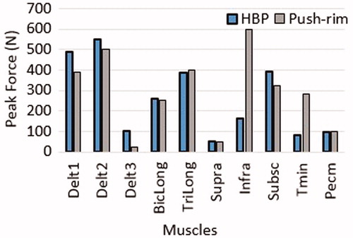 Figure 7. Peak muscle forces obtained from the computational simulation of HBP compared to dynamic optimization results for push rim propulsion (Morrow et al. Citation2014).