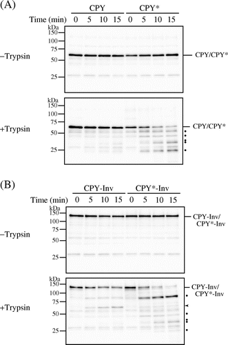 Fig. 2. CPY*-Inv but not CPY-Inv was sensitive to exogenously added protease.Note: Cell lysates were prepared from prc1∆hrd1∆ pep4∆ (YKS30) cells expressing CPY (A), CPY* (A), CPY-Inv (B), or CPY*-Inv (B), and then incubated with or without trypsin for the indicated times, as described in “Materials and methods.” After Endo H treatment, samples were analyzed by SDS-PAGE, followed by immunoblot analysis with anti-CPY antiserum. Dots show tryptic digests, and arrowhead indicates the size corresponding to the CPY moiety.
