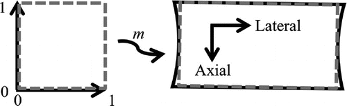 Figure 10. Affine mapping m from the unit square to the image of the ligament. On the right side, the solid line delineates the ligament and the dashed line delineates the range of m.