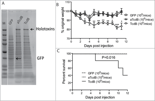 Figure 1. Disease induction of mice with oral injecting Bacillus megaterium expressing toxins. Mice were inoculated with live Bacillus megaterium bacterial cells expressing wild-type TcdB (108 bacteria/injection), aTcdB (109), or GFP (109) twice a day for 10 d. Mouse weights (A) and overall survival (B) were monitored over time. The statistical analysis of TcdB in comparison with GFP group. * represents p < 0.05 whereas ** shows p < 0.01 and *** shows p < 0.001. aTcdB group showed no statistical significance in either weight loss or survival curves when compared with GFP group.