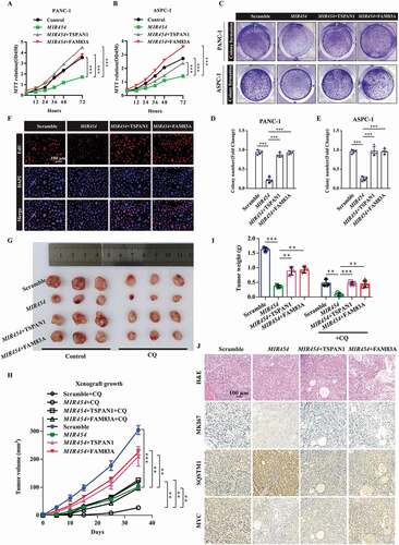 Figure 7. Role of the MIR454-FAM83A-TSPAN1 axis in pancreatic cancer cell proliferation in vitro and in vivo. (A and B) MTT assays were performed to examine the effect of MIR454, TSPAN1 and FAM83A overexpression on cell viability. (C-E) Colony formation assays were performed to assess the proliferation of cells transfected with MIR454, TSPAN1 and FAM83A overexpression vectors. (F) DNA synthesis in the cells transfected with MIR454, TSPAN1, FAM83A overexpression vectors were assessed by EdU assays. (G) Representative images of excised tumors in different groups of nude mice were shown. (H) Growth curve showing the changes in the tumor volume in mice in different groups from the injection. (I) Weight of the excised tumors in each group. (J) Representative H&E staining images and immunohistochemical images of MKI67, SQSTM1 and MYC expression in excised tumors tissues. The quantification data were showed as mean ± SD, **P< 0.01, ***P< 0.001