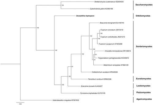 Figure 1. The phylogenetic tree of the Dactylellina leptospora mitogenome and 14 related organisms based on 15 conserved mitochondrial protein-coding genes (atp6, atp8, atp9, cytb, cox1, cox2, cox3, nad1, nad2, nad3, nad4, nad4L, nad5, nad6, and rps3). The 15 conserved mitochondrial protein-coding genesis downloaded from GenBank and the phylogenic tree was generated using Bayesian inference (BI). The percentages of replicate trees in which the associated taxa clustered together in the bootstrap test (1,000,000 replicates) were shown next to the branches.