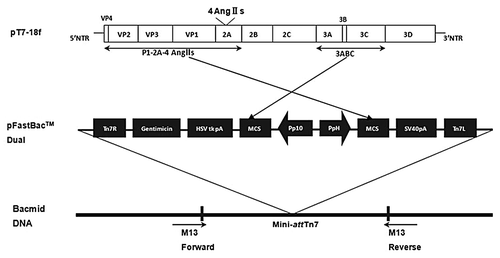 Figure 7. Construction of recombinant bacmid-P1–2A-4AngIIs-3ABC.