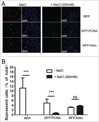 Figure 5. RFP-Killin is tightly associated with DNA throughout the cell cycle. (A) Cos-E5 cells were transfected with RFP or GFP-PCNA and RFP-Killin expression vectors. Changes in the number of fluorescent positive cells without or with 300 mM NaCl extraction were visualized by fluorescence microscopy (X20). The scale bar was at 0.3 cm. (B) Quantification of fluorescence positive cells before and after salt extraction.